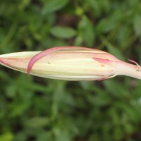 Epiphyllum hookeri Haw.